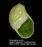 Smaragdia viridis (5)